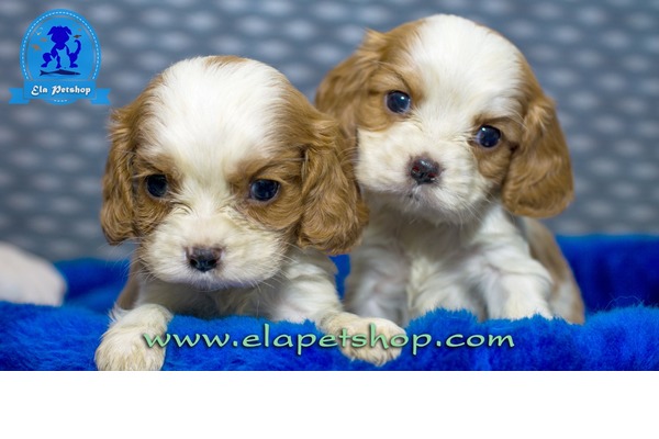 Altıntop Mah. Cavalier king Charles ilanları