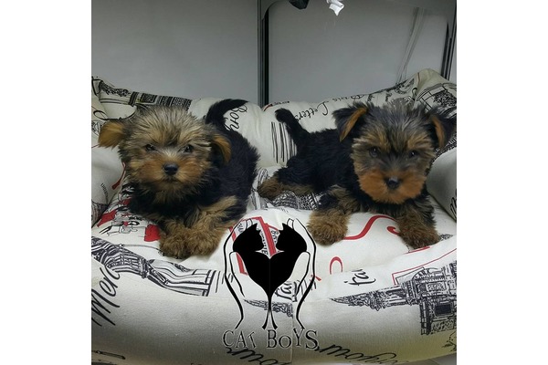 Yorkshire terrier Sahibinden Cumhuriyet Mah.