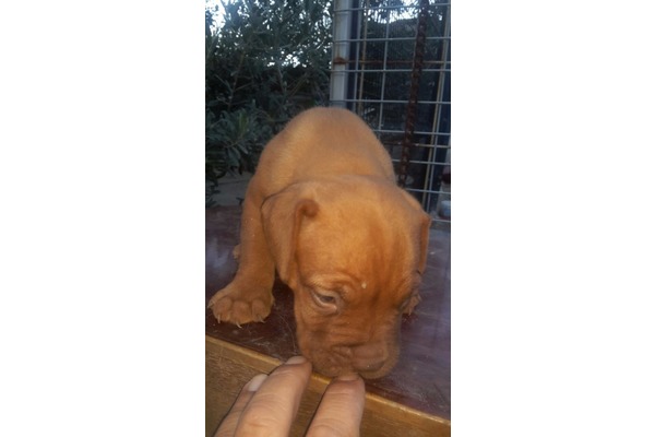 Bordeux Dişi ve Erkek köpek
