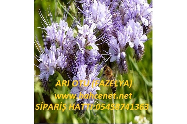 ARI OTU,  arı otu tohumu ,arı otu tohumu satışı, ankara arı otu fiyatı ,ARI OTU SATIŞI,