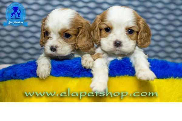 Altıntop Mah. Cavalier king Charles ilanları
