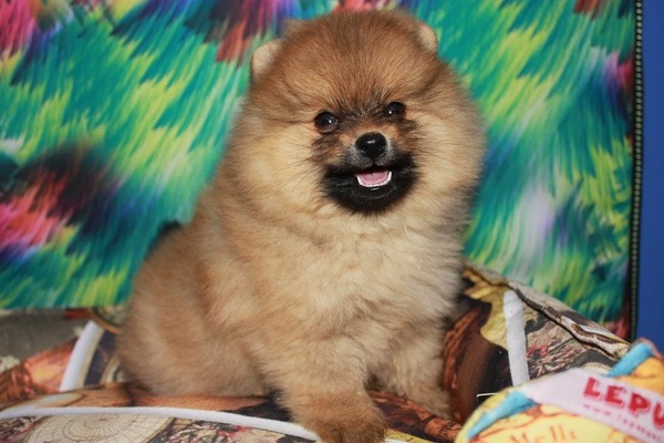 Pomeranian İlk hayvan bakacaklara