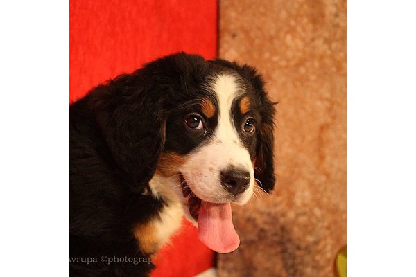 Bernese Dişi ve Erkek köpek