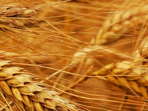  Ukrayna ve Rus Menşei Ekmeklik Buğday