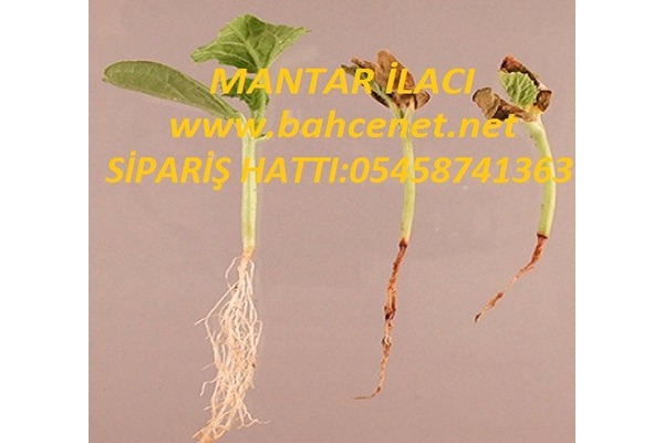 Satılık mantar ilacı