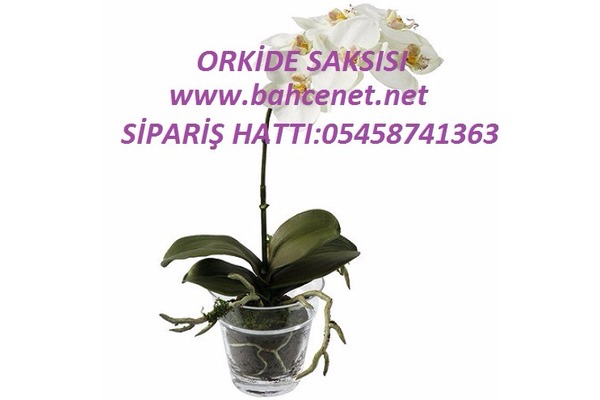 Satılık orkide saksı çeşitleri