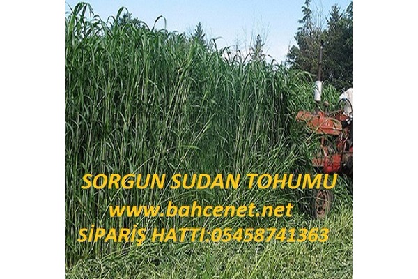 sorgun sudan otu tohumu