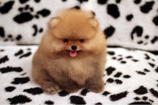 Pomeranian Rasimpaşa Mah.