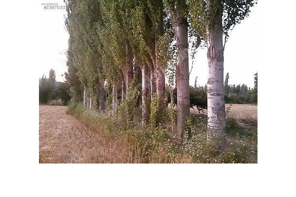 Selvi kavak agaci dikilii