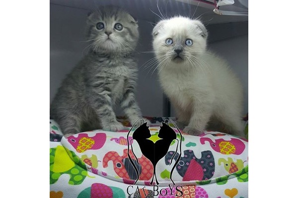 Scottish fold kedi Şişli