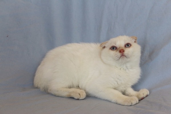 Scottish fold kedi Nilüfer