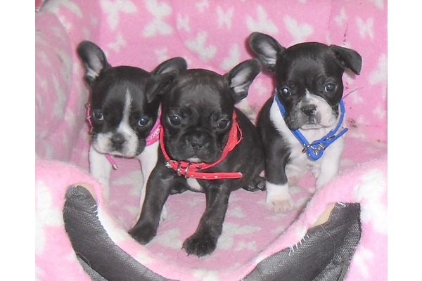 French bulldog yaş 0-3 Aylık