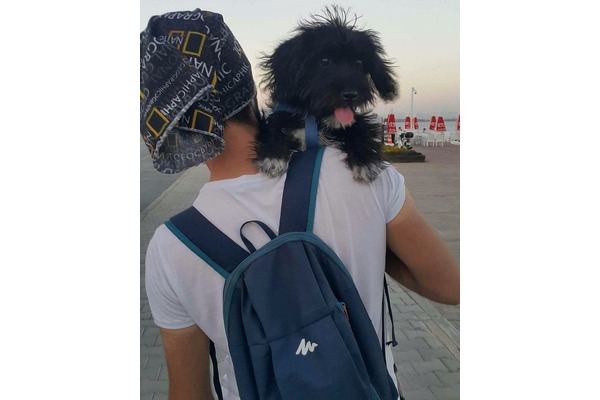Hurma Mah. Diğer köpek ırkı ilanları
