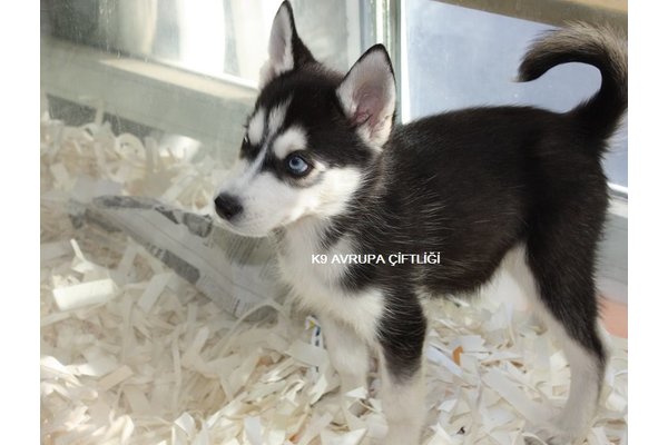 Gülbahar Mah. köpek ilanı