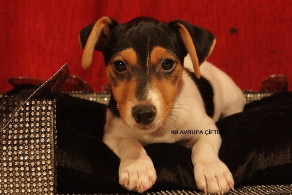 Gülbahar Mah. köpek ilanı