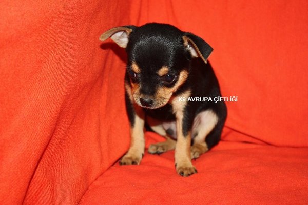 Pinscher Yaşlılara uygun