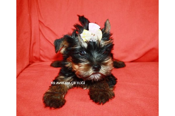 Yorkshire terrier Dişi ve Erkek köpek
