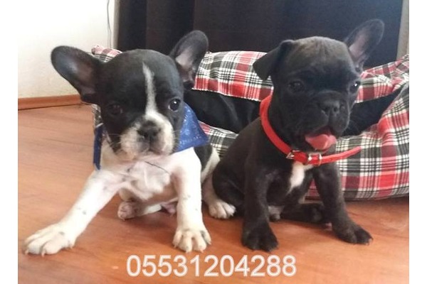 köpek ilanlari Gürpınar Mah.