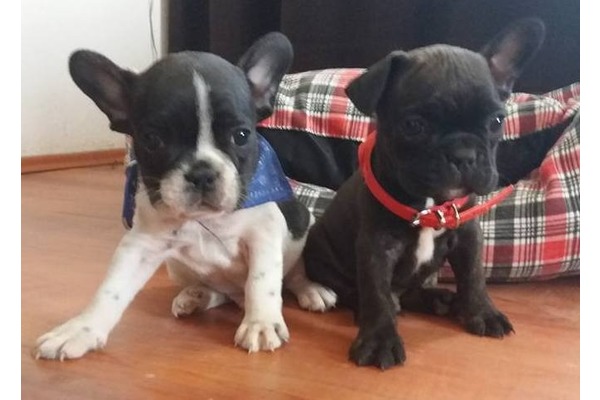 French bulldog Işıklar Mah.