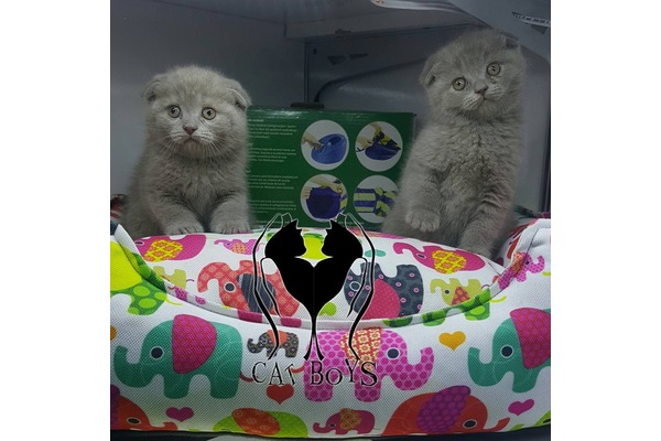 Scottish fold kedi Şişli