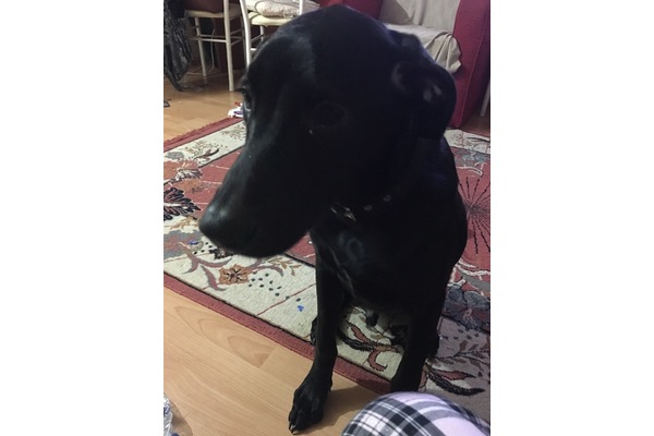 köpek Labrador fiyatları