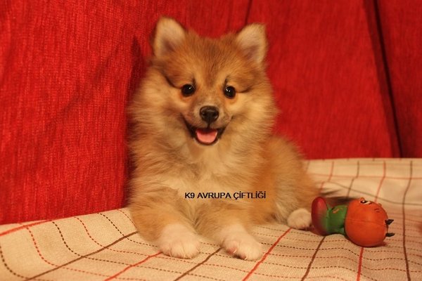 Gülbahar Mah. köpek ilanı ver