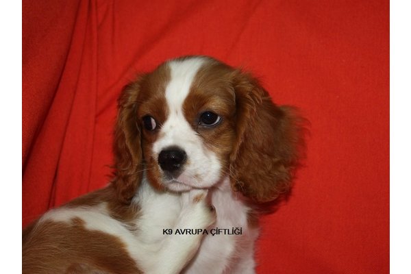 Cavalier king Charles Dişi ve Erkek Gülbahar Mah.