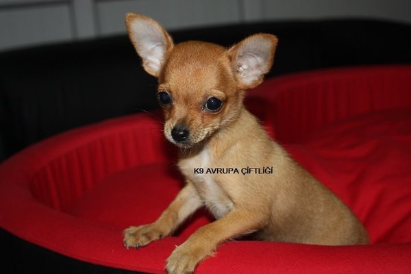 Parazit tedavisi yapılmış Chihuahua