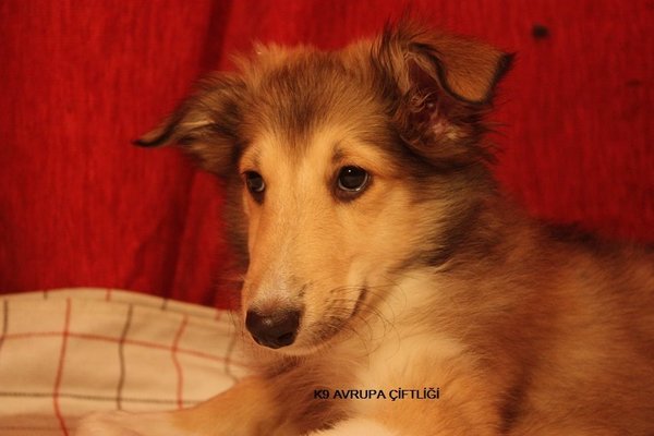 Collie Dişi ve Erkek Gülbahar Mah.