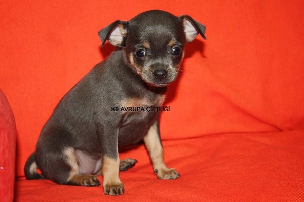 Gülbahar Mah. Pinscher ilanları