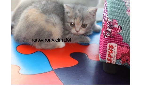 kedi British shorthair fiyatları