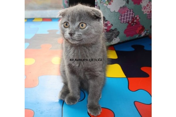 Scottish fold 0-3 Aylık Gülbahar Mah.
