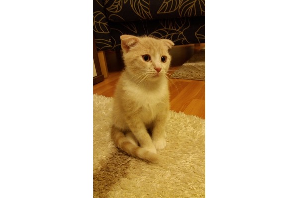 Dişi ve Erkek kedi Atatürk Mah.