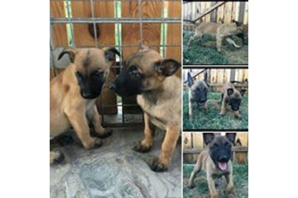 Belçika kurdu Dişi ve Erkek köpek