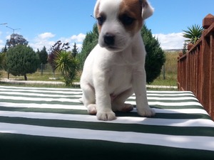 Dişi ve Erkek köpek İsmetiye Mah.