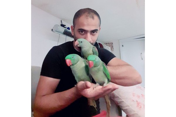 Diğer papağan Erkek Anadolu Hisarı Mah.