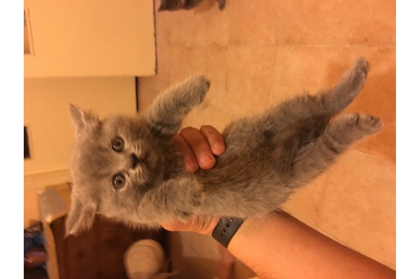 British shorthair Sahibinden Acıbadem Mah.