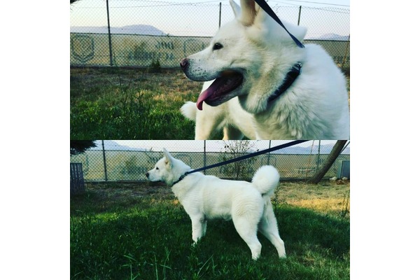 köpek Akita inu fiyatları