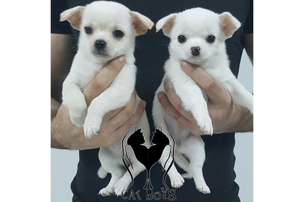 Chihuahua Sahibinden Cumhuriyet Mah.
