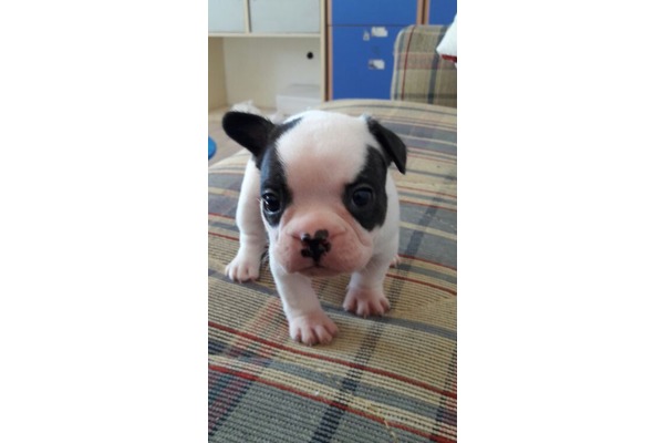 Dişi ve Erkek köpek Cumalı Köyü