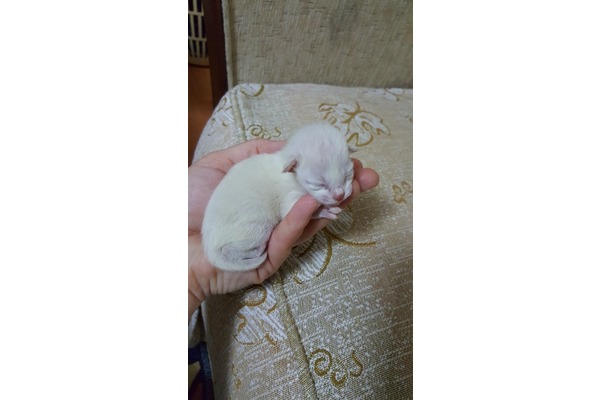 Parazit tedavisi yapılmış Siyam