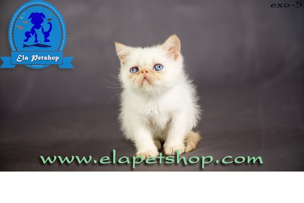 Altıntop Mah. kedi fiyatları