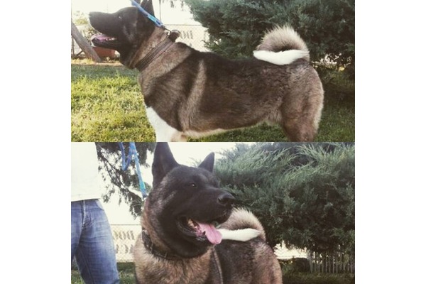 Akita inu Sahibinden Çapak Mah.