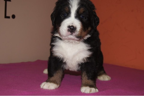 Altınkum Mah. köpek ilanları