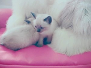 Siyam kedi Konyaaltı
