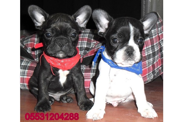 French bulldog Sahibinden Gürpınar Mah.
