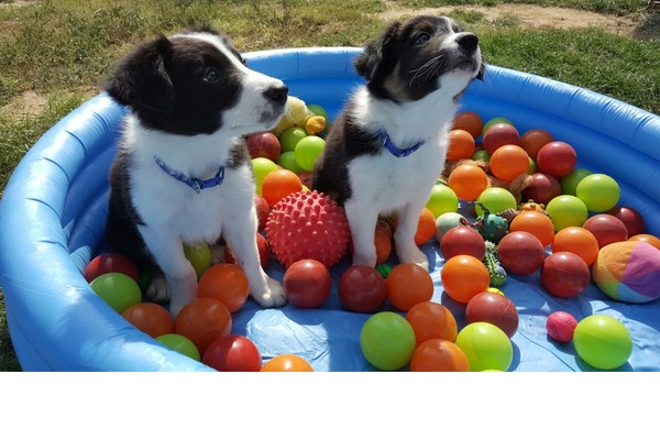 Karamanlı Mah. Diğer köpek ırkı ilanları