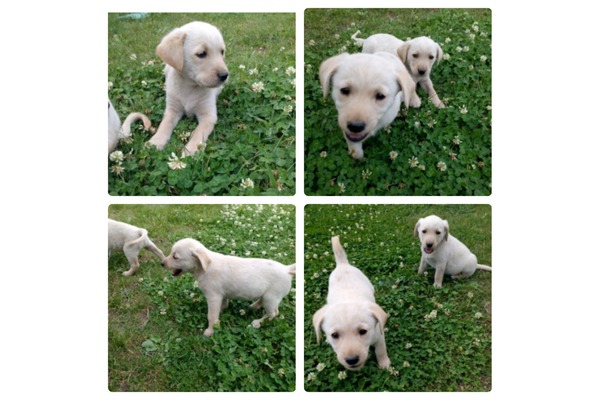Labrador yavruları