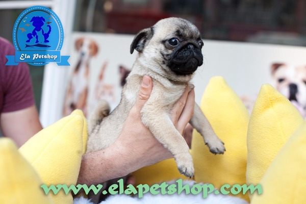 Pug Altıntop Mah.