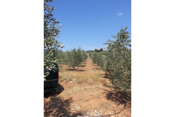 Satilık arsa İğdecik Köyü